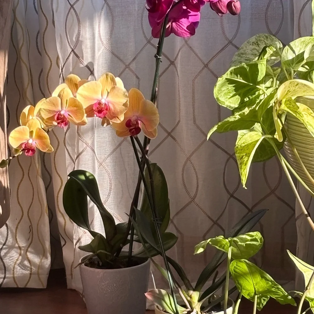 GIVEAWAY 🥰 HOST CHOICE**FREE SHIPPING DURING A LIVE SHOW - Picture 3 of 3